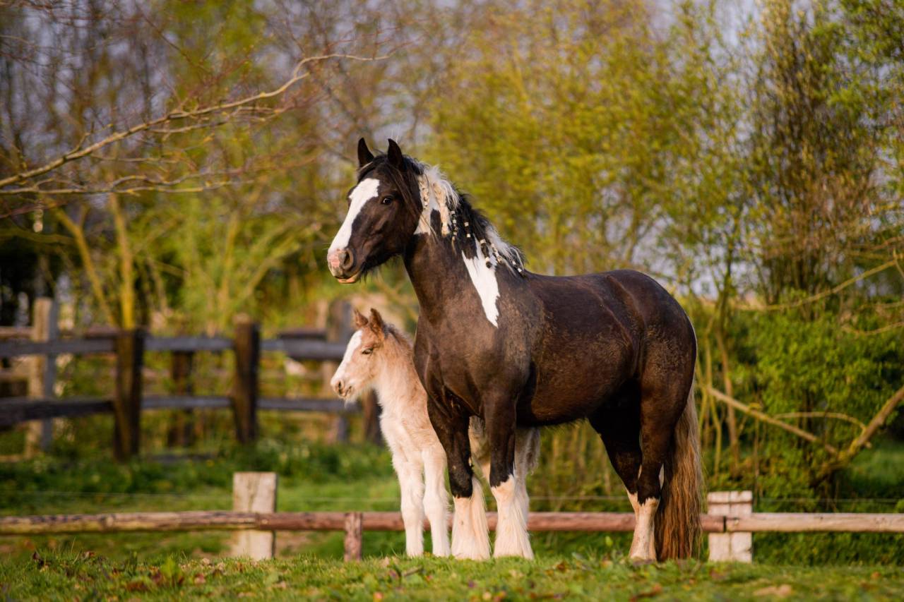 Potro Gypsy Cob En venta 2026 Pelo de vaca