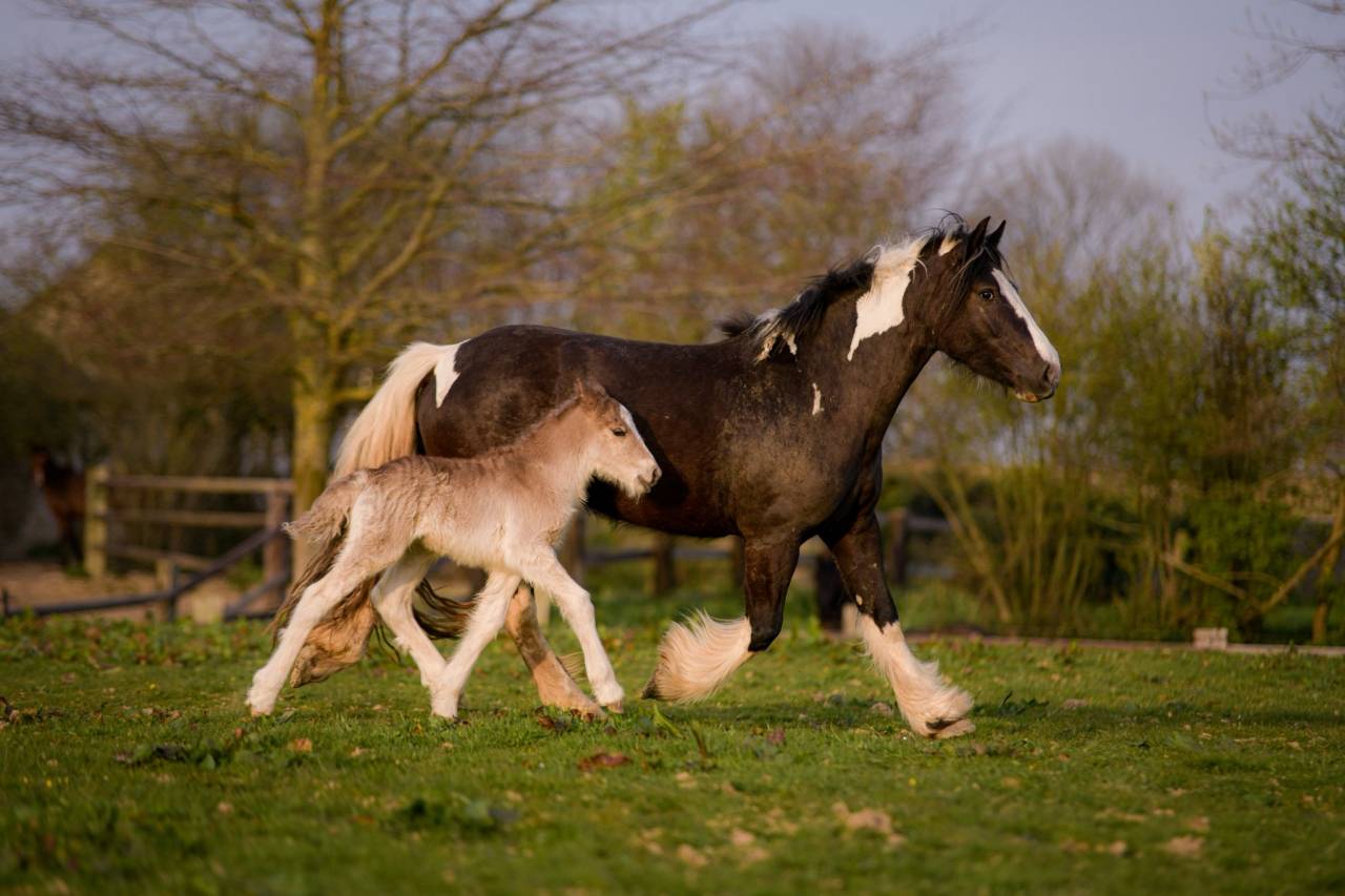 Potro Gypsy Cob En venta 2026 Pelo de vaca