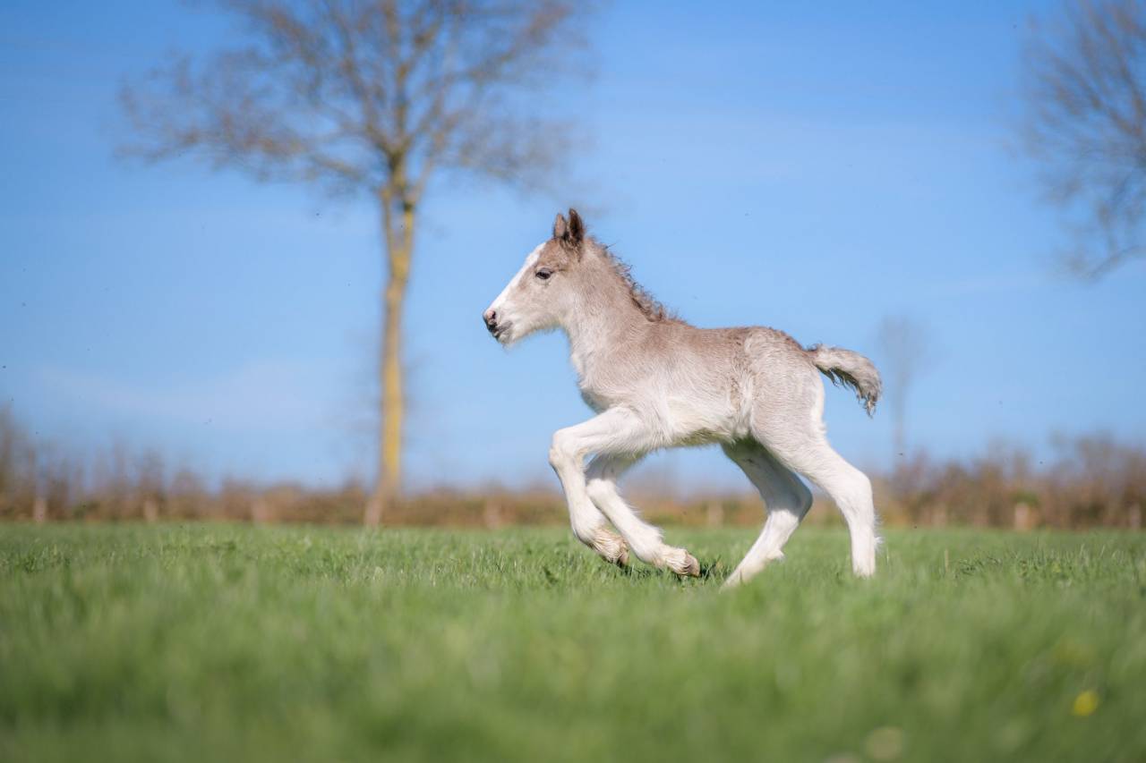 Potro Gypsy Cob En venta 2026 Pelo de vaca