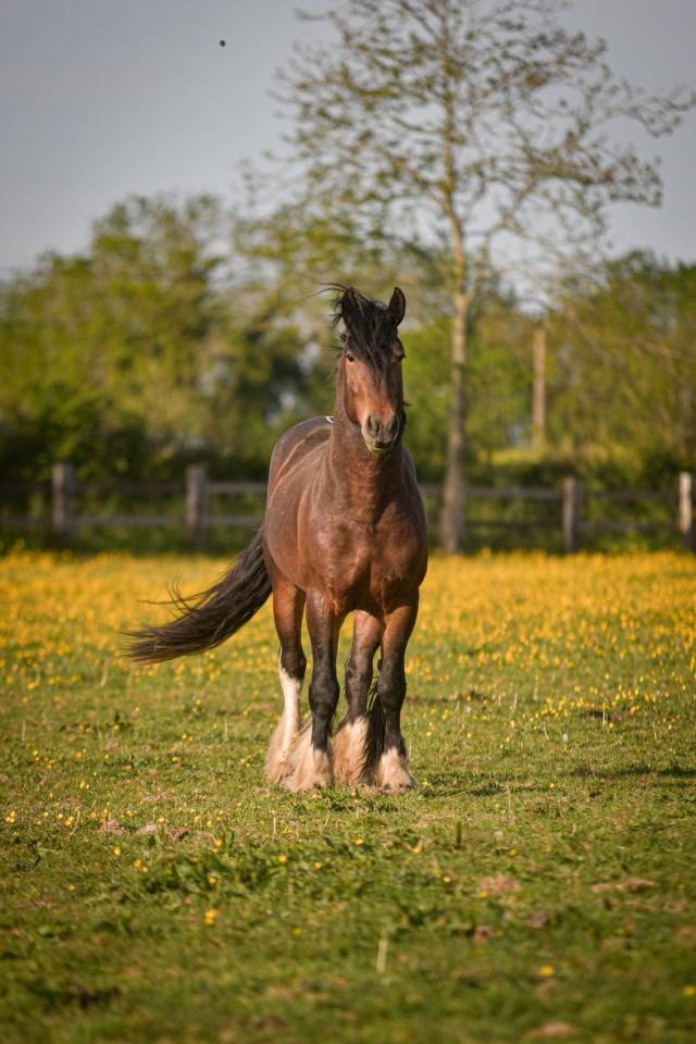 Talisman - Gypsy Cob 2022