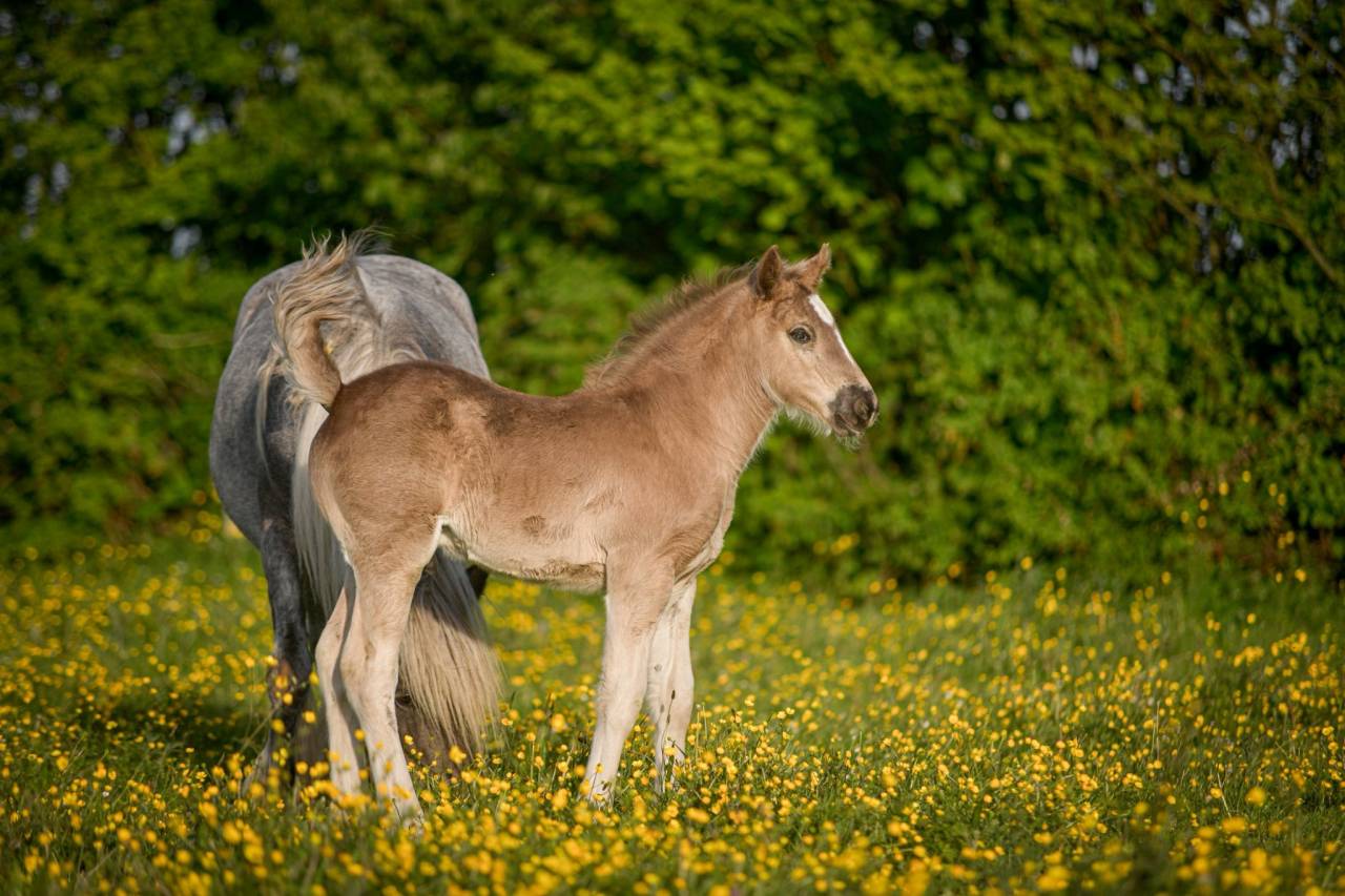 Potro Arabo Fris&oacute;n En venta 2026 Pelo de vaca