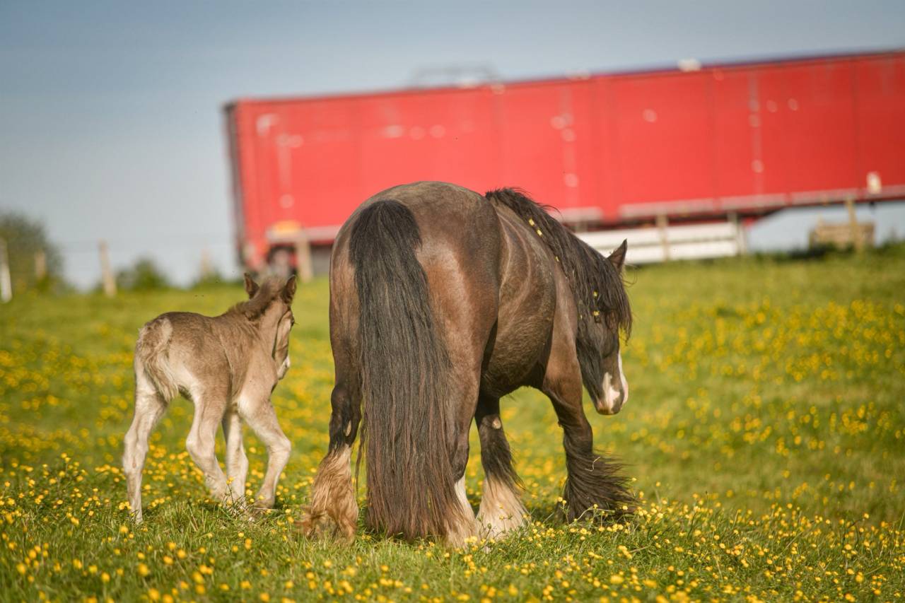 Potranca Gypsy Cob En venta 2026 Pelo de vaca