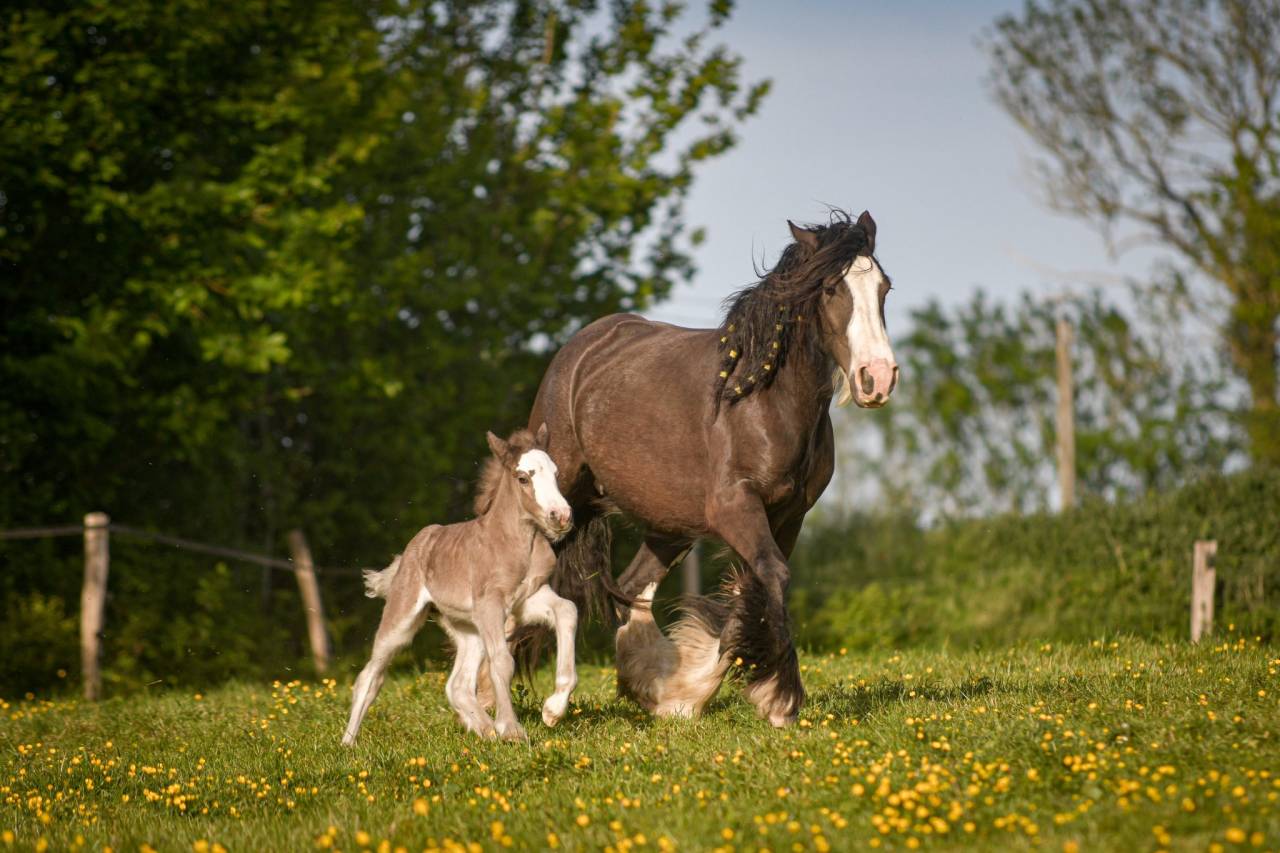 Potranca Gypsy Cob En venta 2026 Pelo de vaca