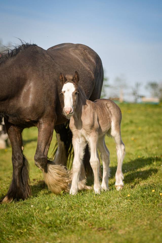 Potranca Gypsy Cob En venta 2026 Pelo de vaca