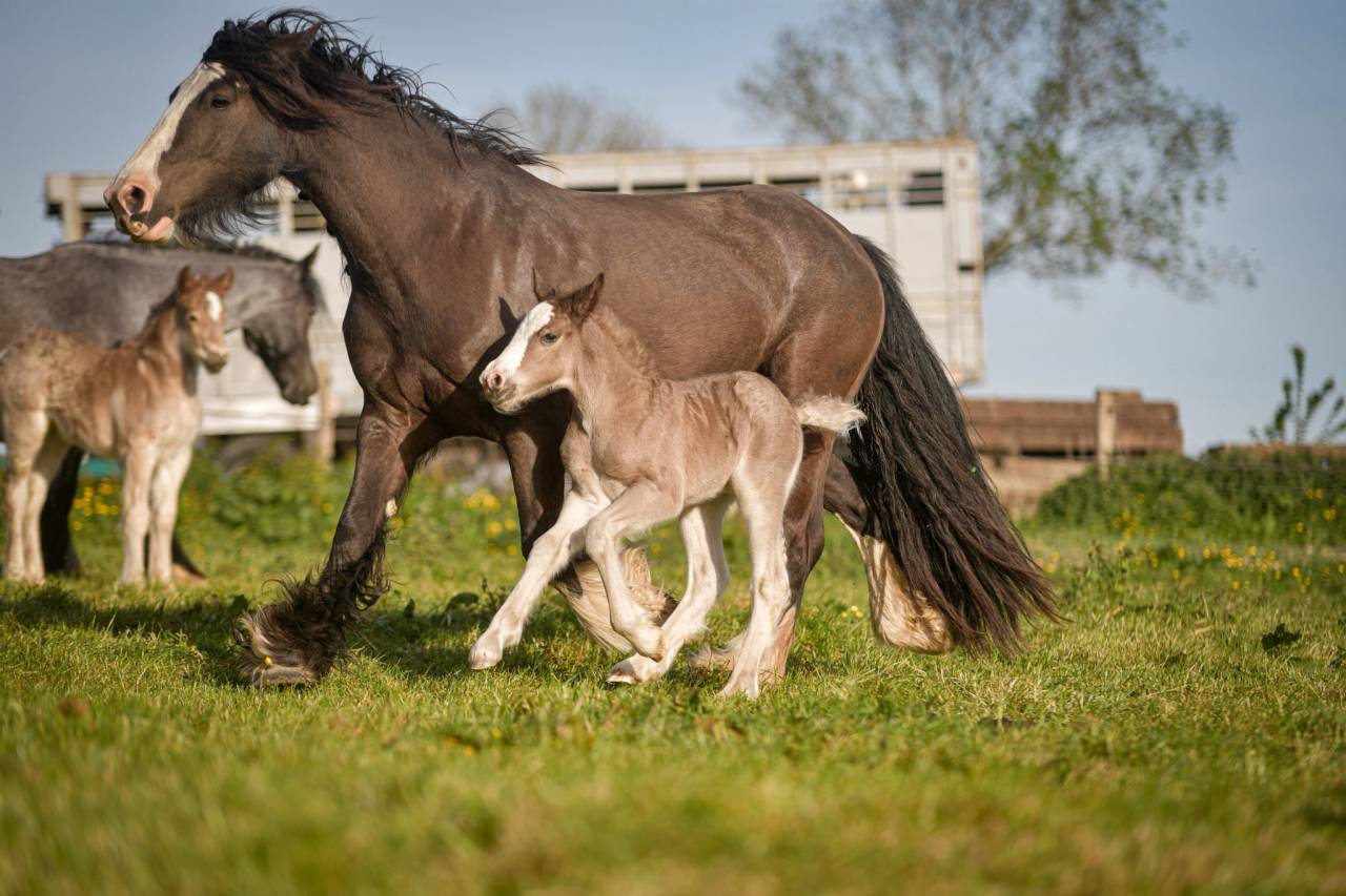 Potranca Gypsy Cob En venta 2026 Pelo de vaca