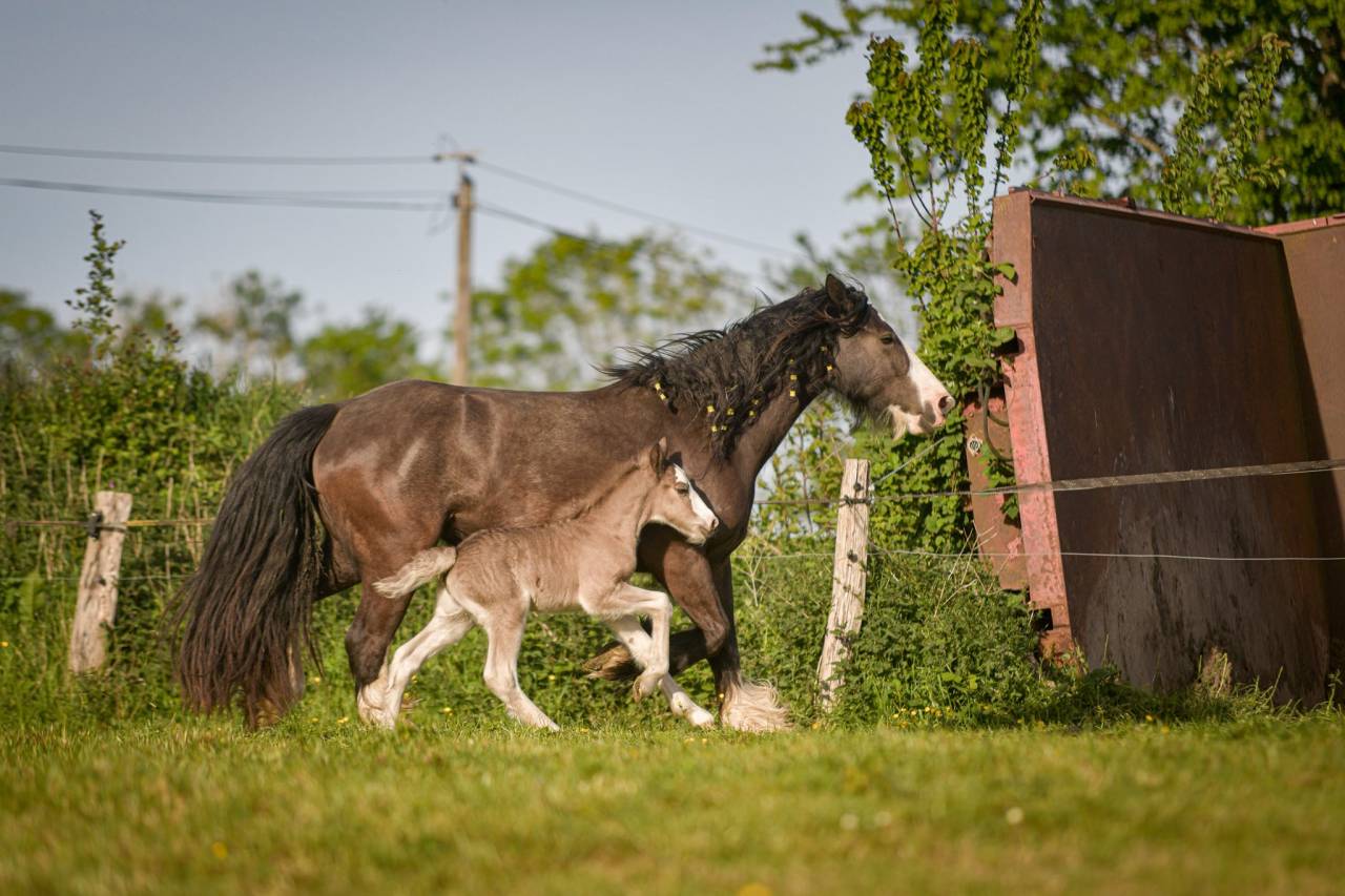 Potranca Gypsy Cob En venta 2026 Pelo de vaca