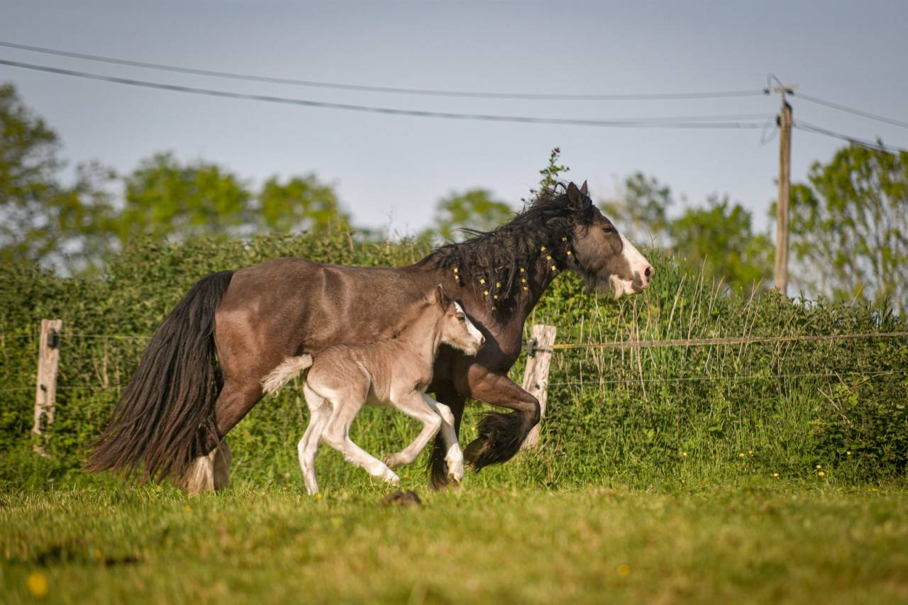 Potranca Gypsy Cob En venta 2026 Pelo de vaca