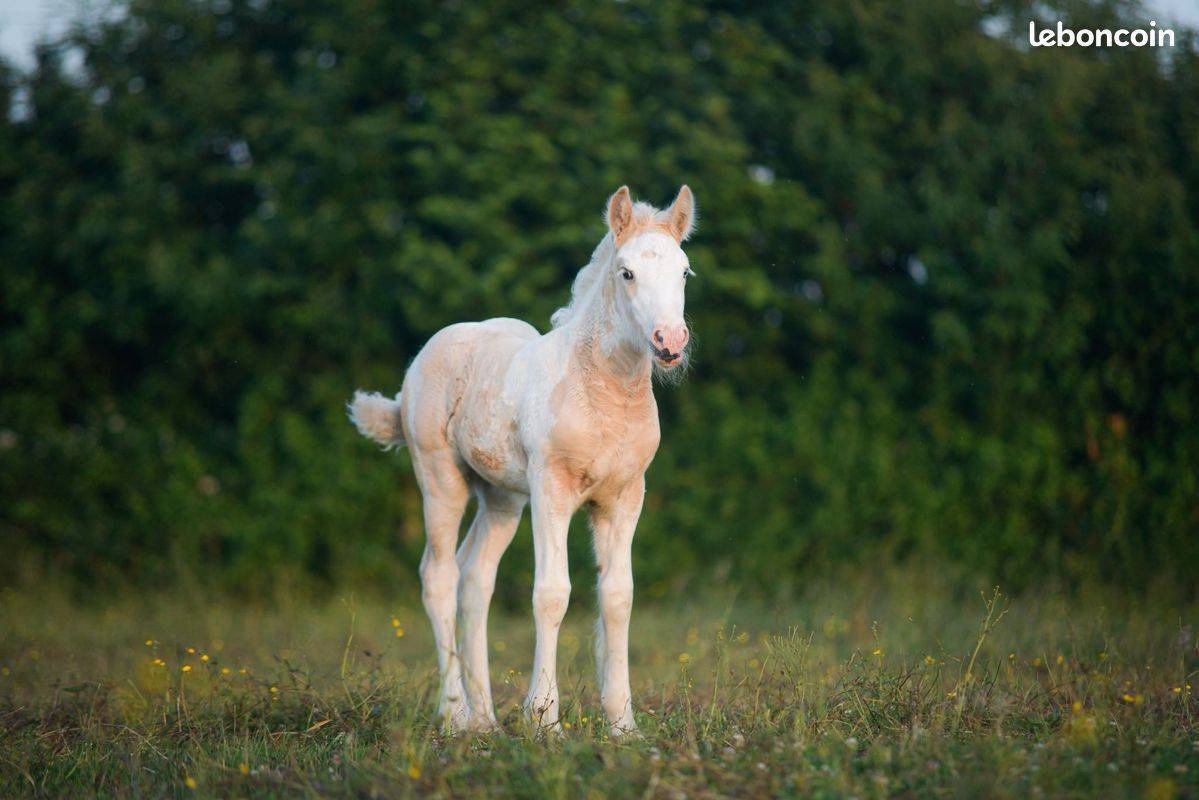 Potranca Gypsy Cob En venta 2025 Palomino