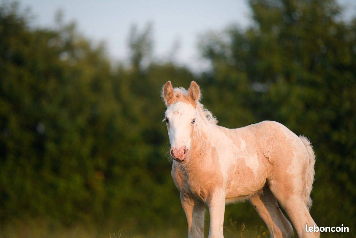 Potranca Gypsy Cob En venta 2025 Palomino