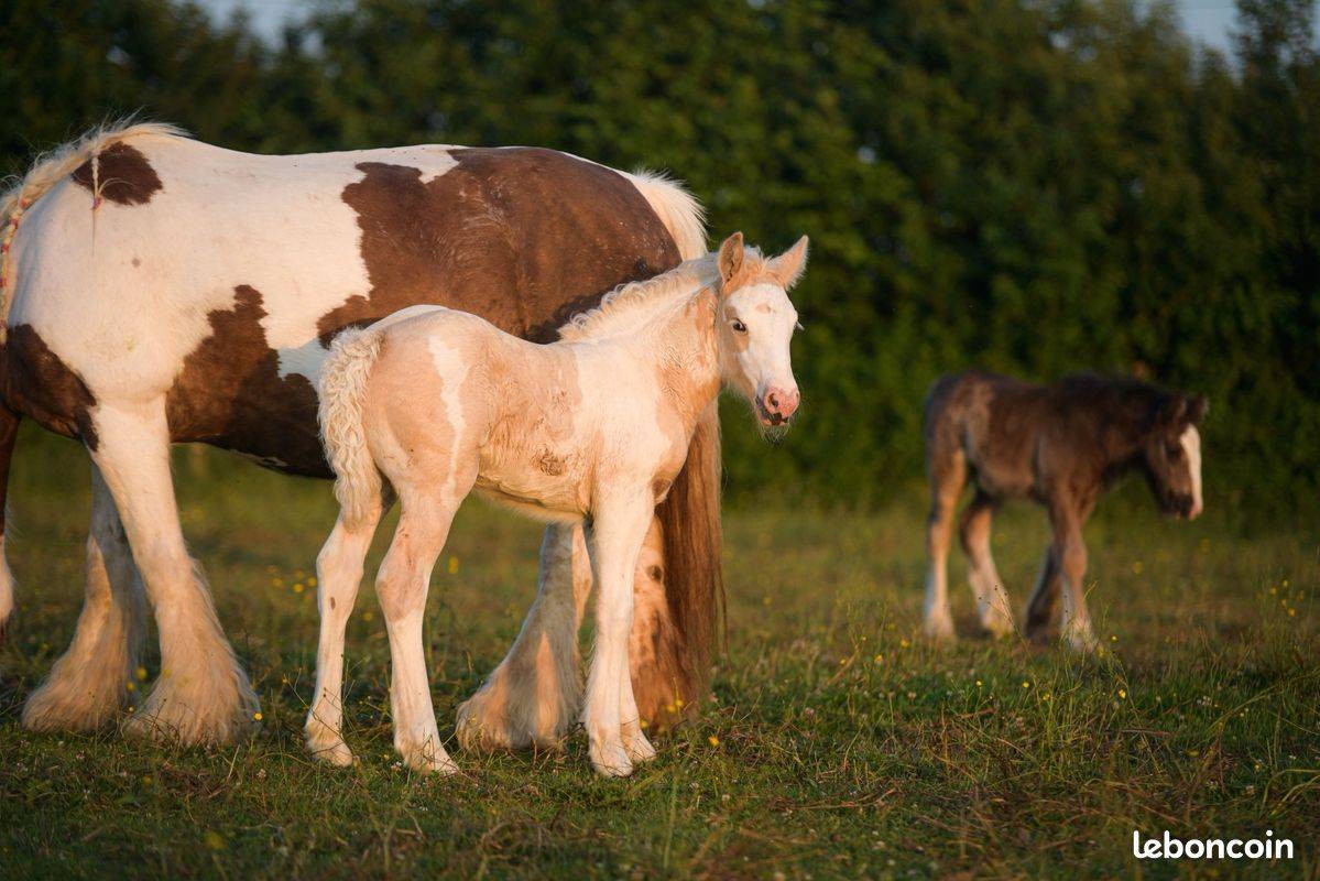 Potranca Gypsy Cob En venta 2025 Palomino