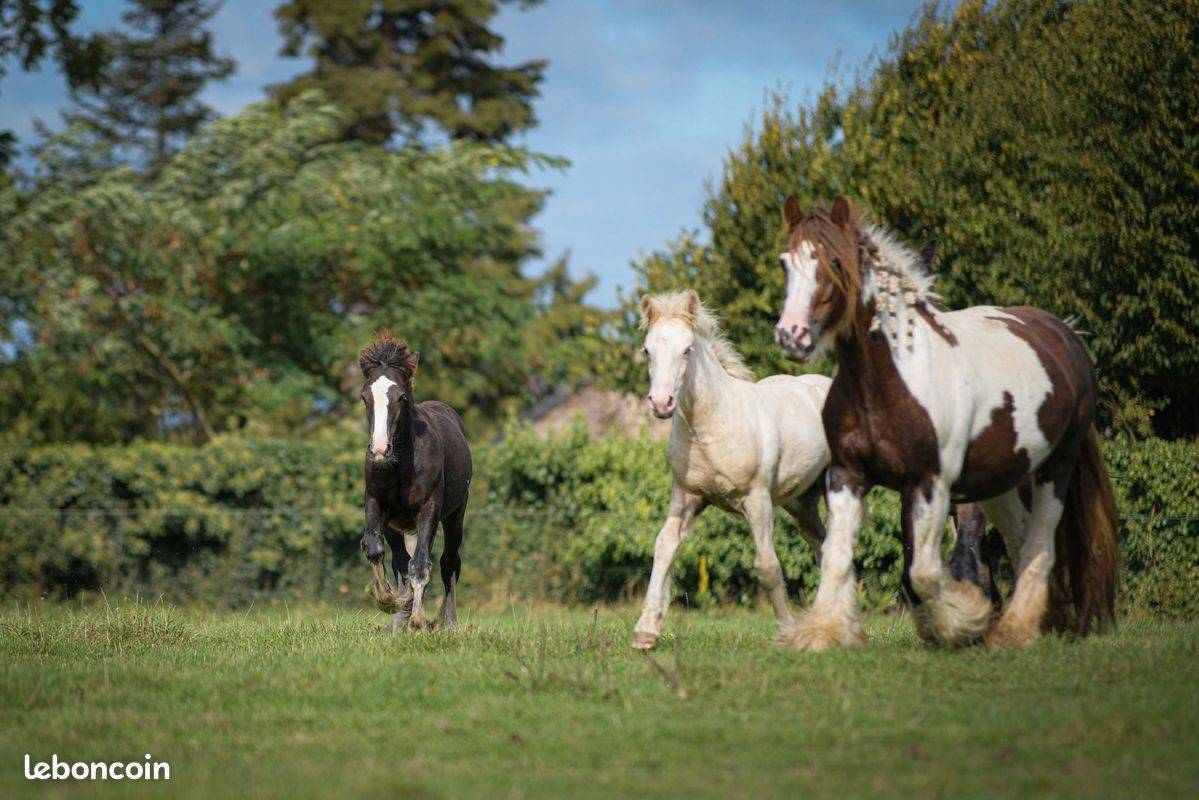 Potranca Gypsy Cob En venta 2025 Palomino