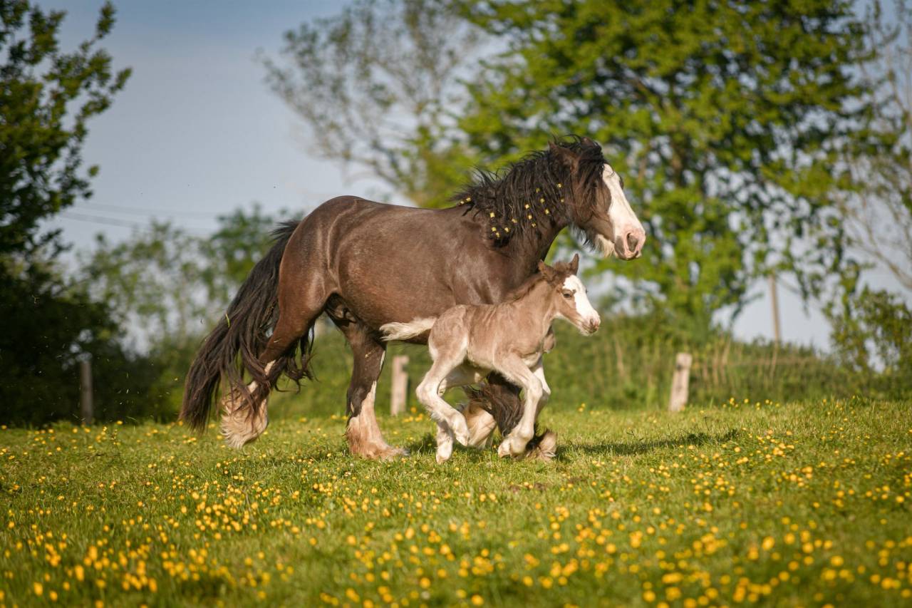 Yegua Gypsy Cob En venta 2022 Otra capa