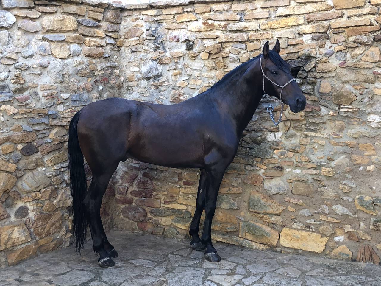 Vendo PRE casta&ntilde;o de 10 a&ntilde;os. Montado y enganchado.