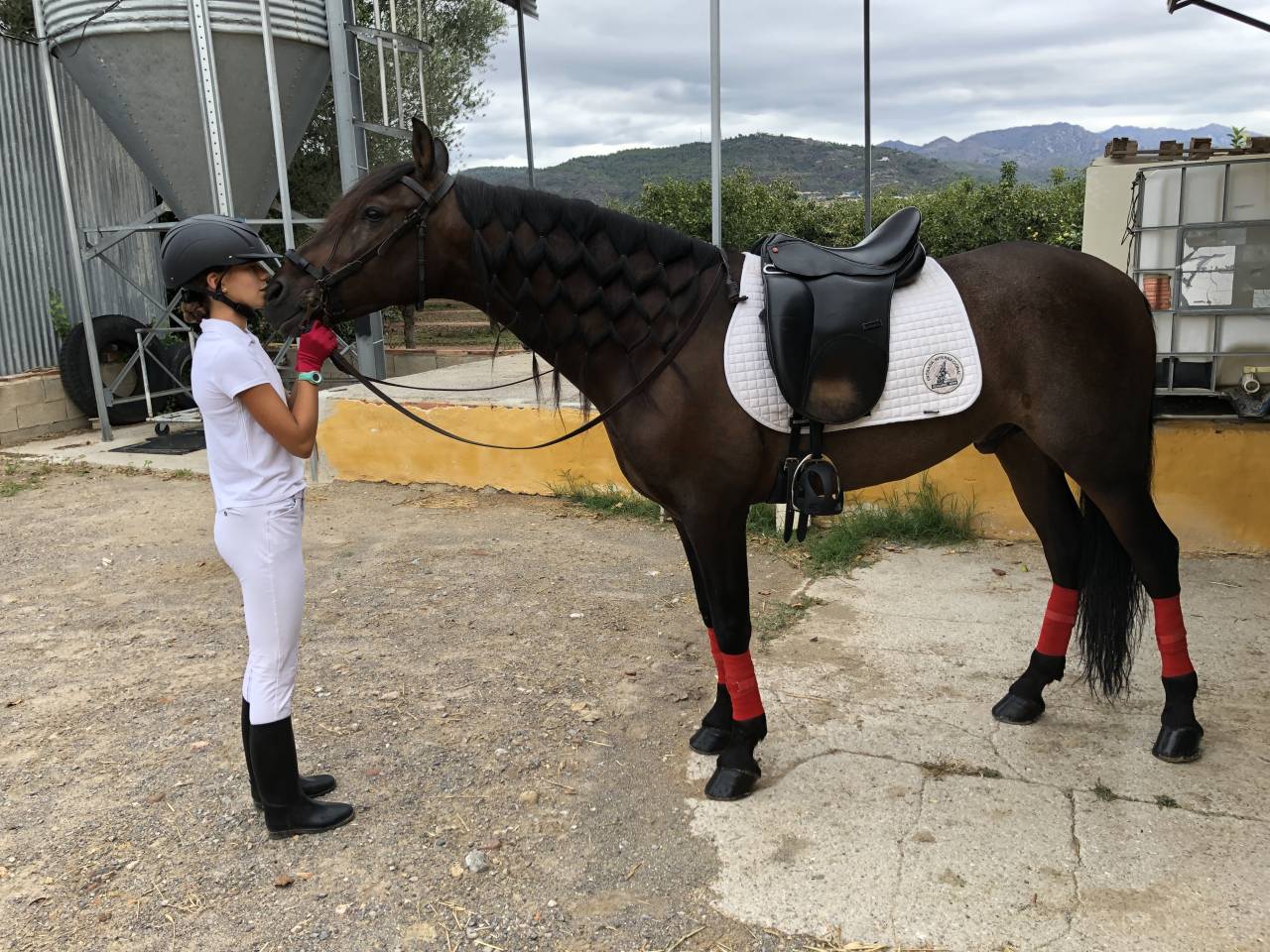 Vendo PRE casta&ntilde;o de 10 a&ntilde;os. Montado y enganchado.