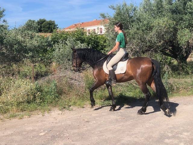 Vendo PRE casta&ntilde;o de 10 a&ntilde;os. Montado y enganchado.