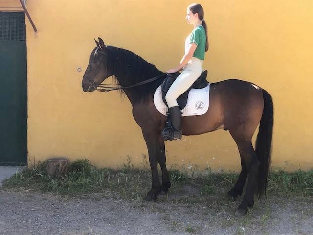 Vendo PRE casta&ntilde;o de 10 a&ntilde;os. Montado y enganchado.