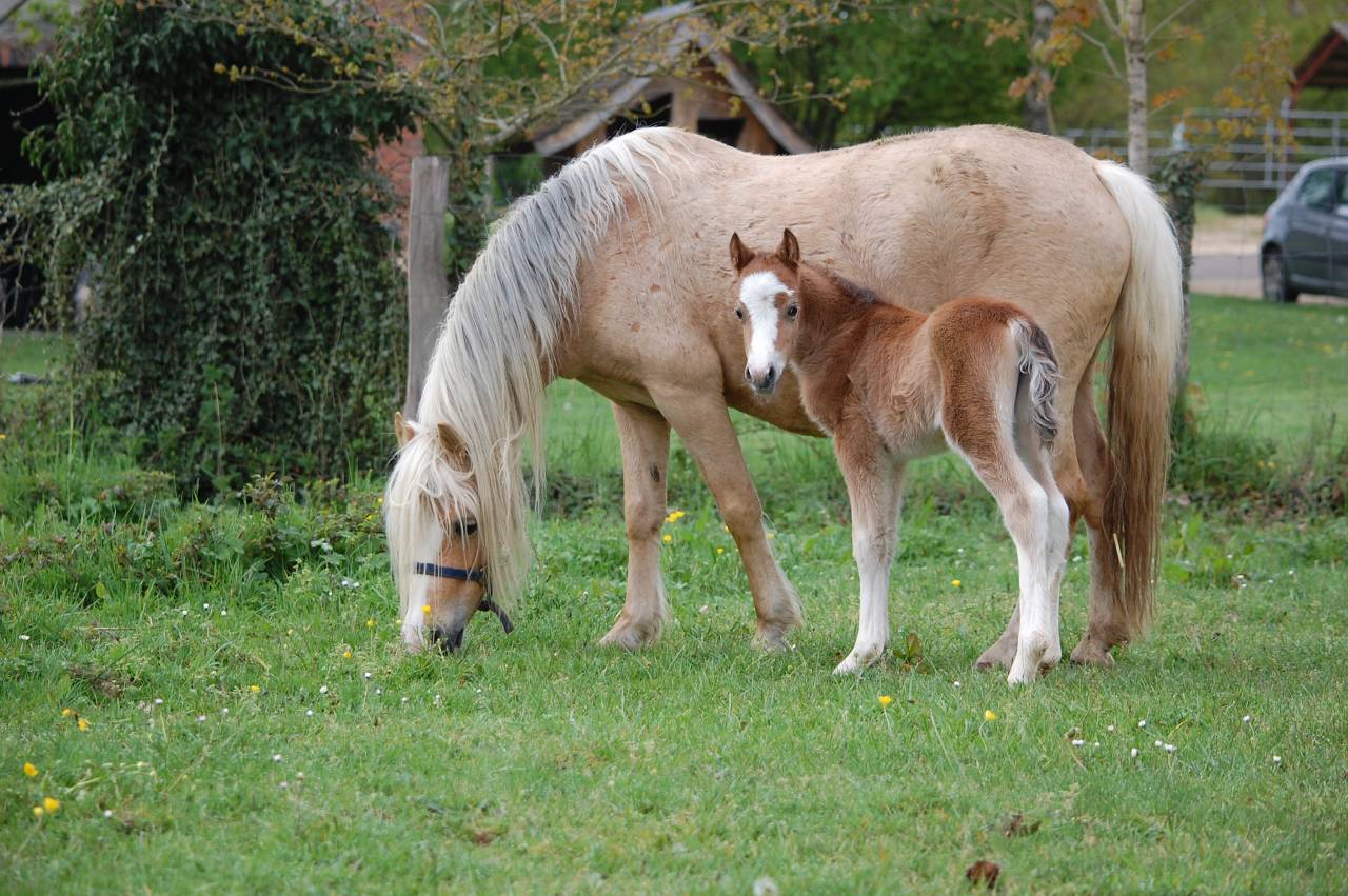 Potranca Welsh Poni (Secci&oacute;n A) En venta 2026 Isabelo por BOOTHSDALE STARFIRE