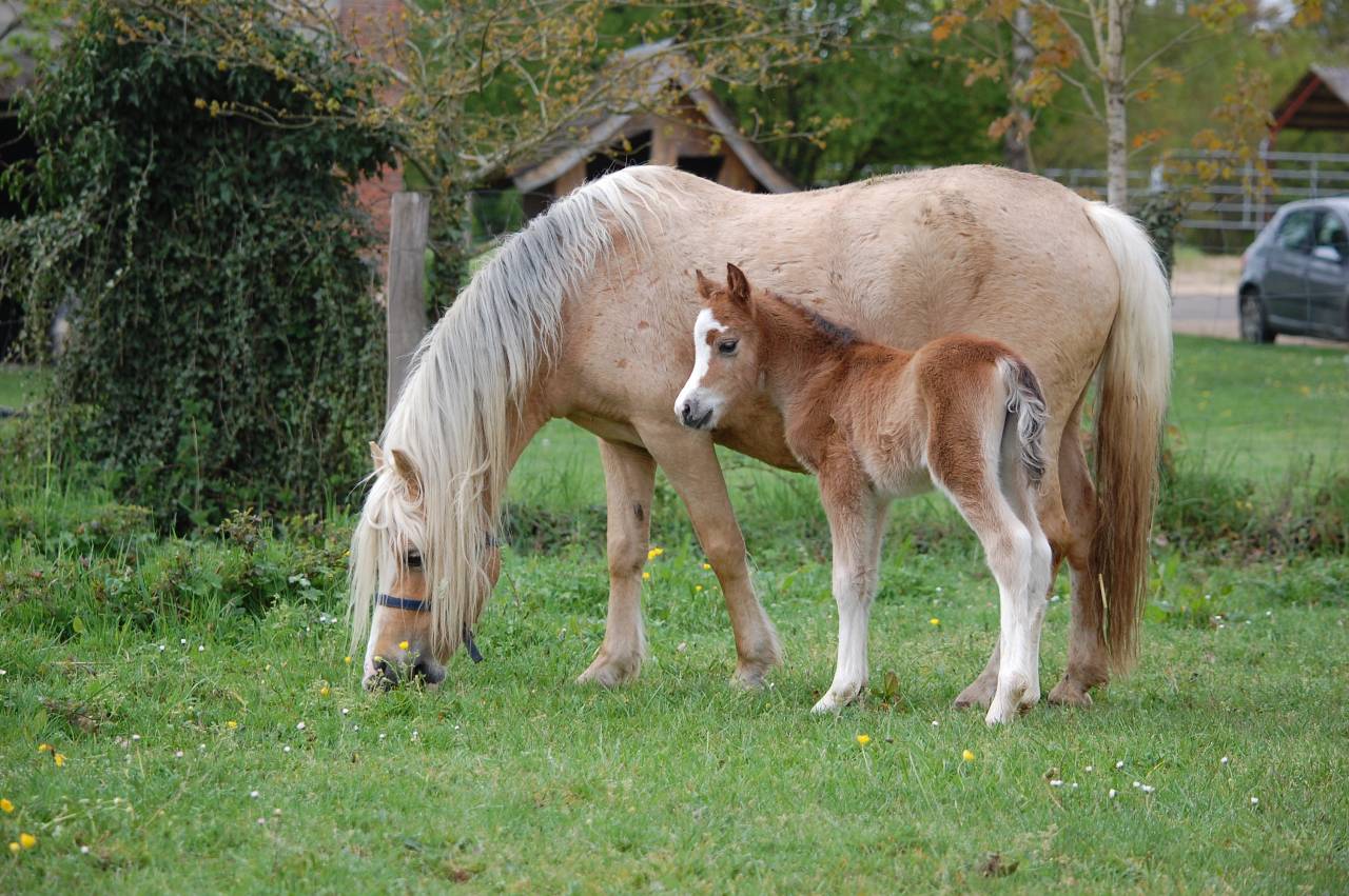 Potranca Welsh Poni (Secci&oacute;n A) En venta 2026 Isabelo por BOOTHSDALE STARFIRE