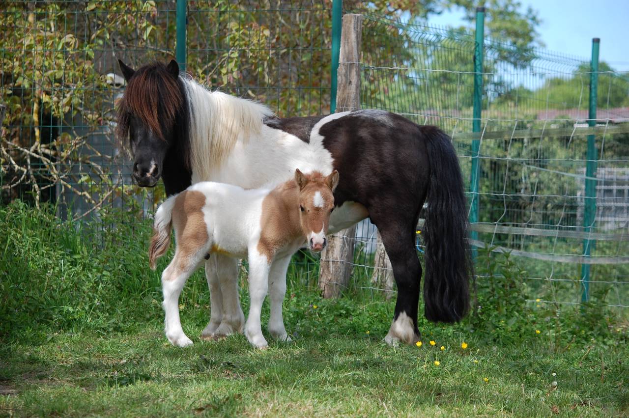 Potro Shetland En venta 2026 P&iacute;o por Artaban des Cles