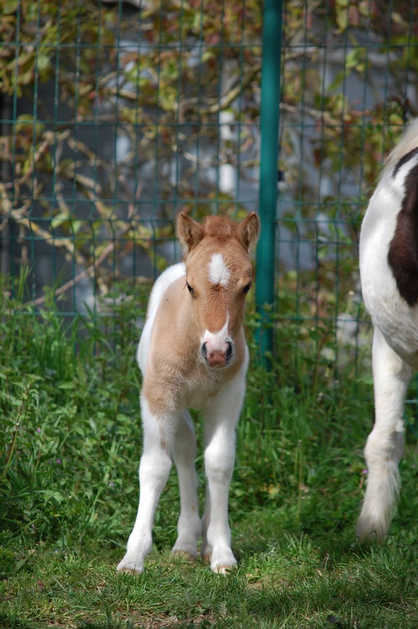 Potro Shetland En venta 2026 P&iacute;o por Artaban des Cles