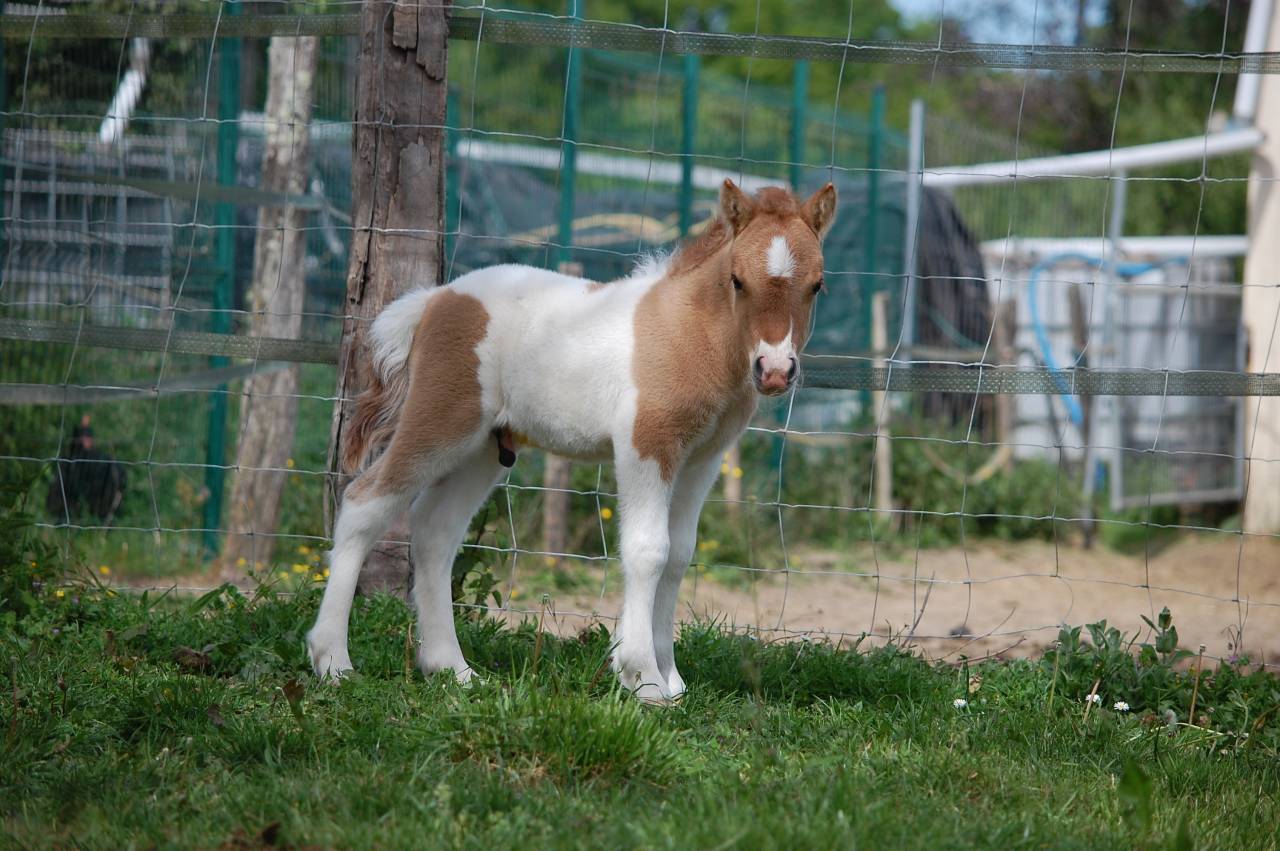 Potro Shetland En venta 2026 P&iacute;o por Artaban des Cles