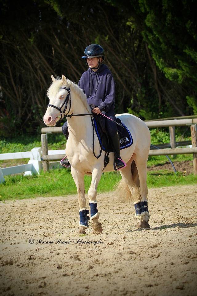 Caballo entero PFS Poni Fran&ccedil;&eacute;s de Silla En venta 2021 Isabelo