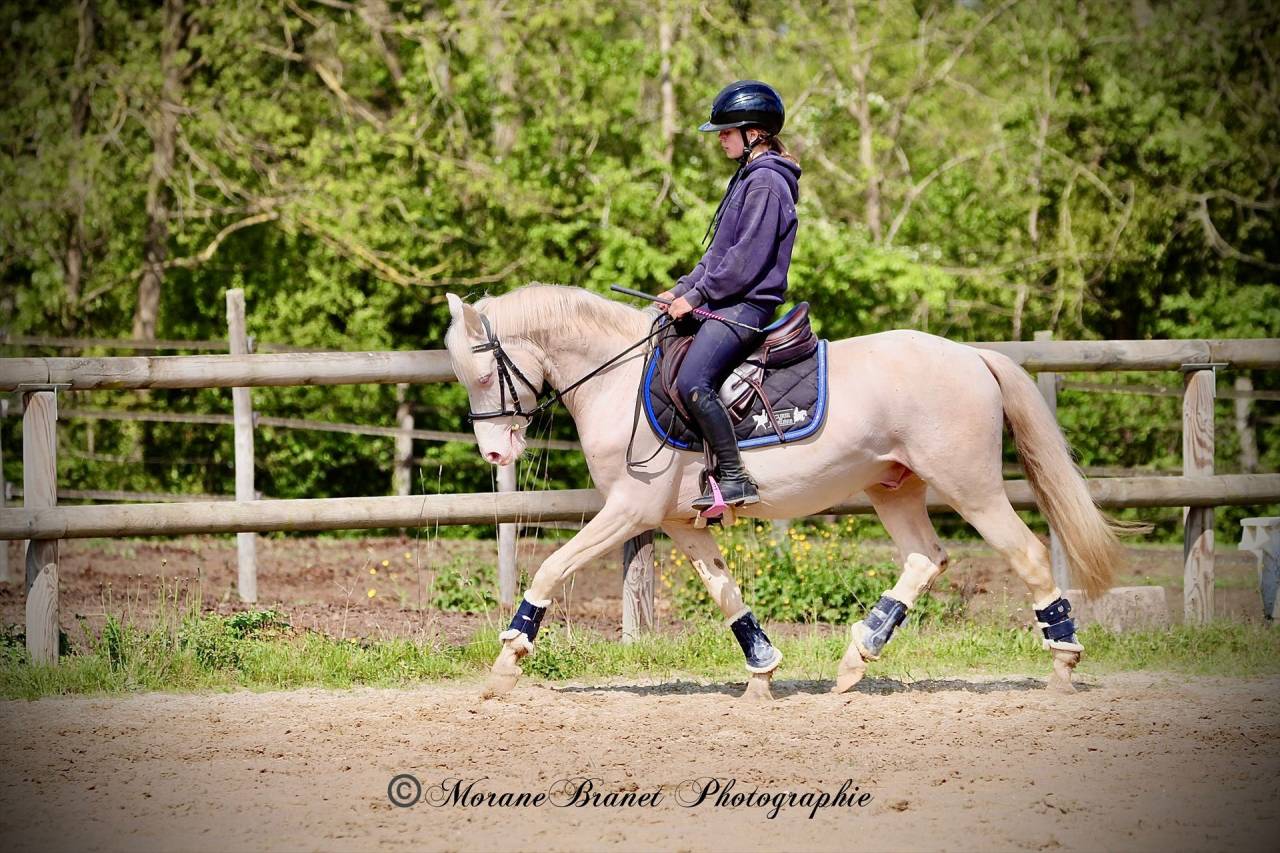 Caballo entero PFS Poni Fran&ccedil;&eacute;s de Silla En venta 2021 Isabelo