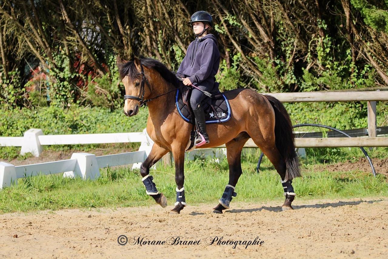 Caballo entero PFS Poni Fran&ccedil;&eacute;s de Silla En venta 2021 Isabelo