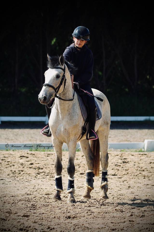 Caballo entero PFS Poni Fran&ccedil;&eacute;s de Silla En venta 2021 Isabelo