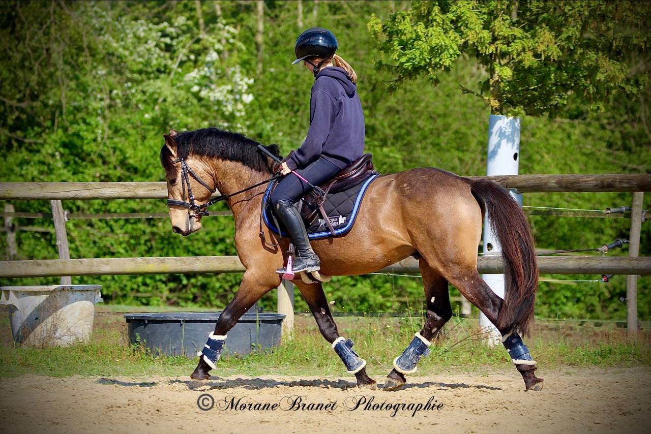 Caballo entero PFS Poni Fran&ccedil;&eacute;s de Silla En venta 2021 Isabelo