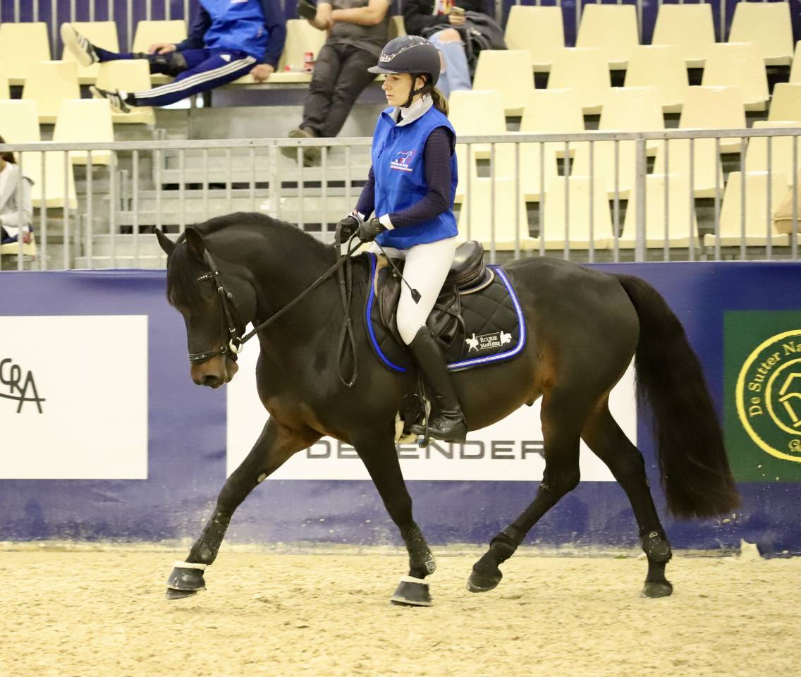Caballo entero PFS Poni Fran&ccedil;&eacute;s de Silla En venta 2021 Isabelo