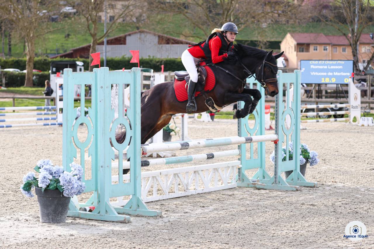 Caballo entero PFS Poni Fran&ccedil;&eacute;s de Silla En venta 2021 Isabelo