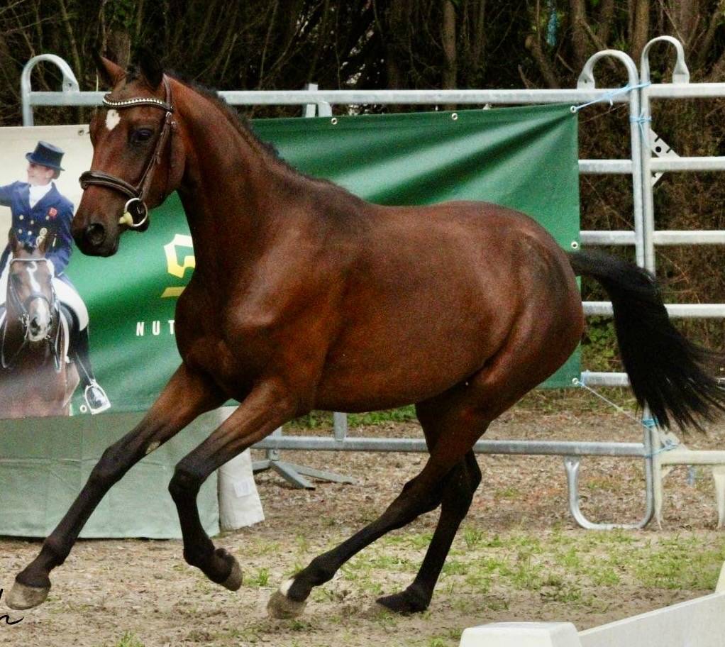 Caballo entero PFS Poni Fran&ccedil;&eacute;s de Silla En venta 2021 Isabelo