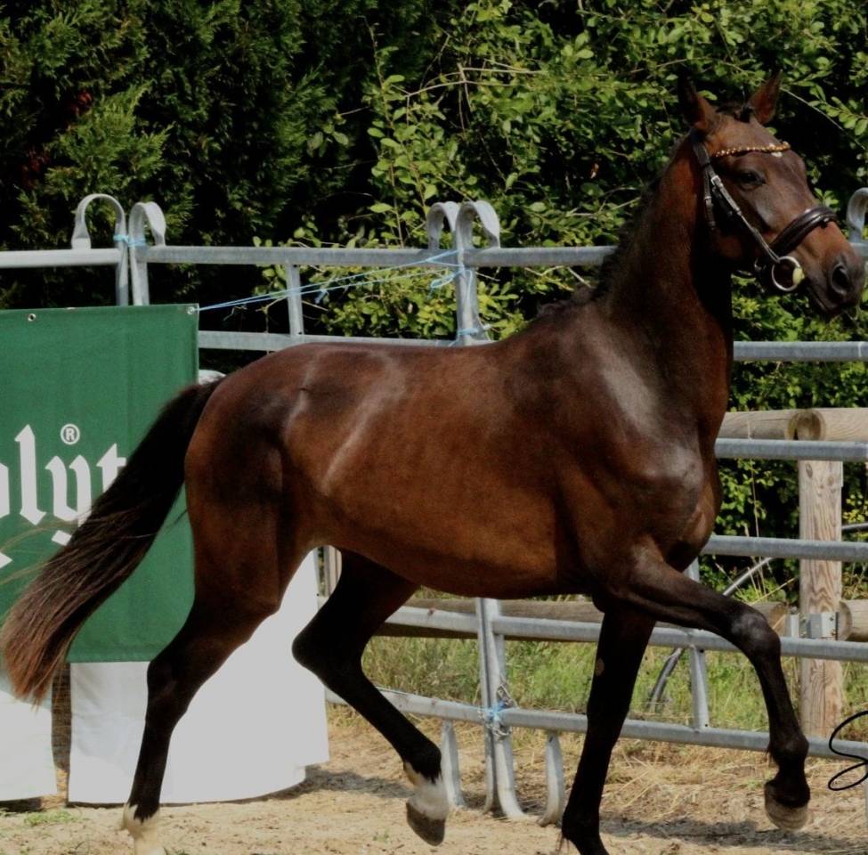 Caballo entero PFS Poni Fran&ccedil;&eacute;s de Silla En venta 2021 Isabelo
