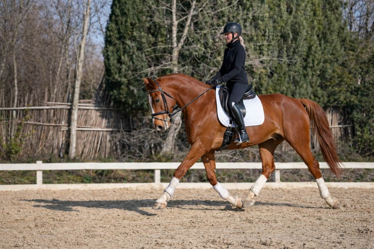 Caballo castrado Silla Franc&eacute;s En venta 2020 Alaz&aacute;n