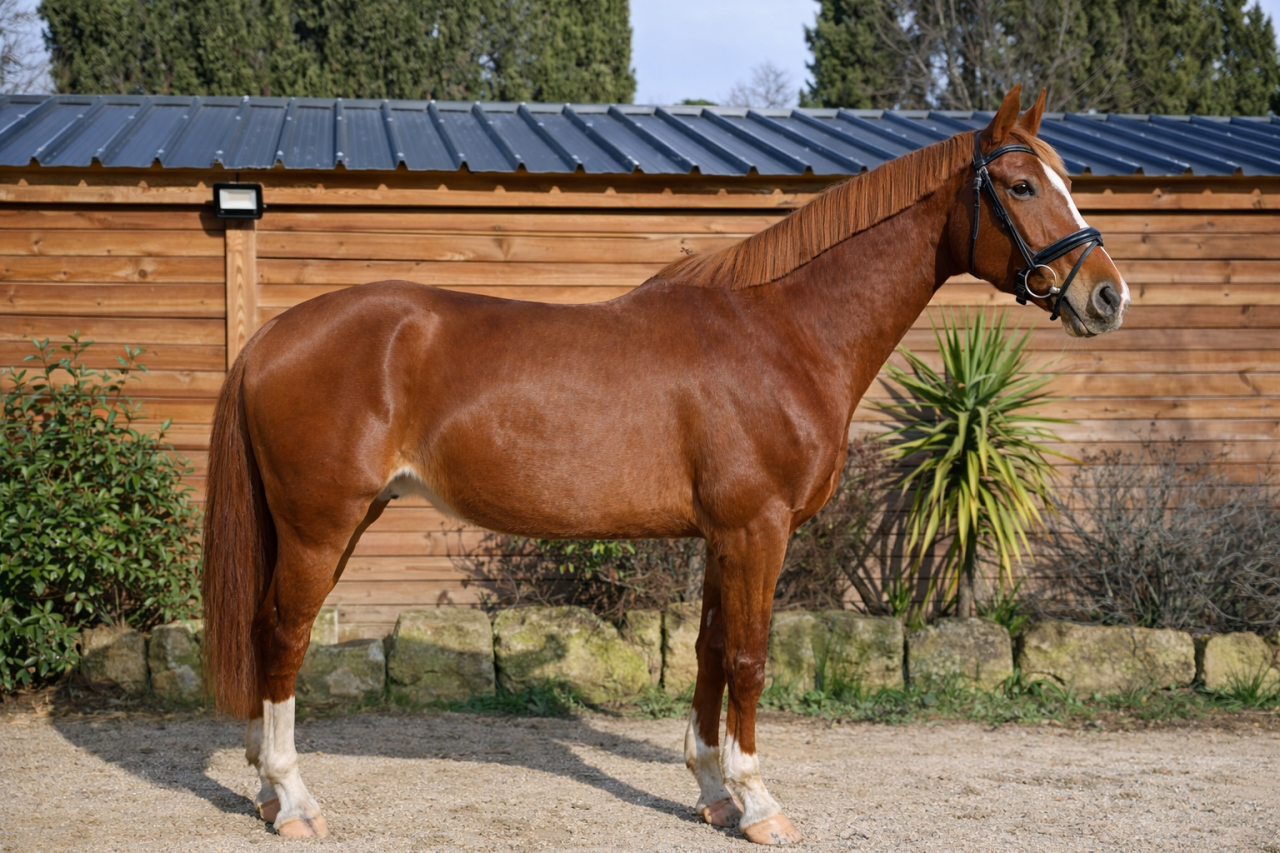 Caballo castrado Silla Franc&eacute;s En venta 2020 Alaz&aacute;n