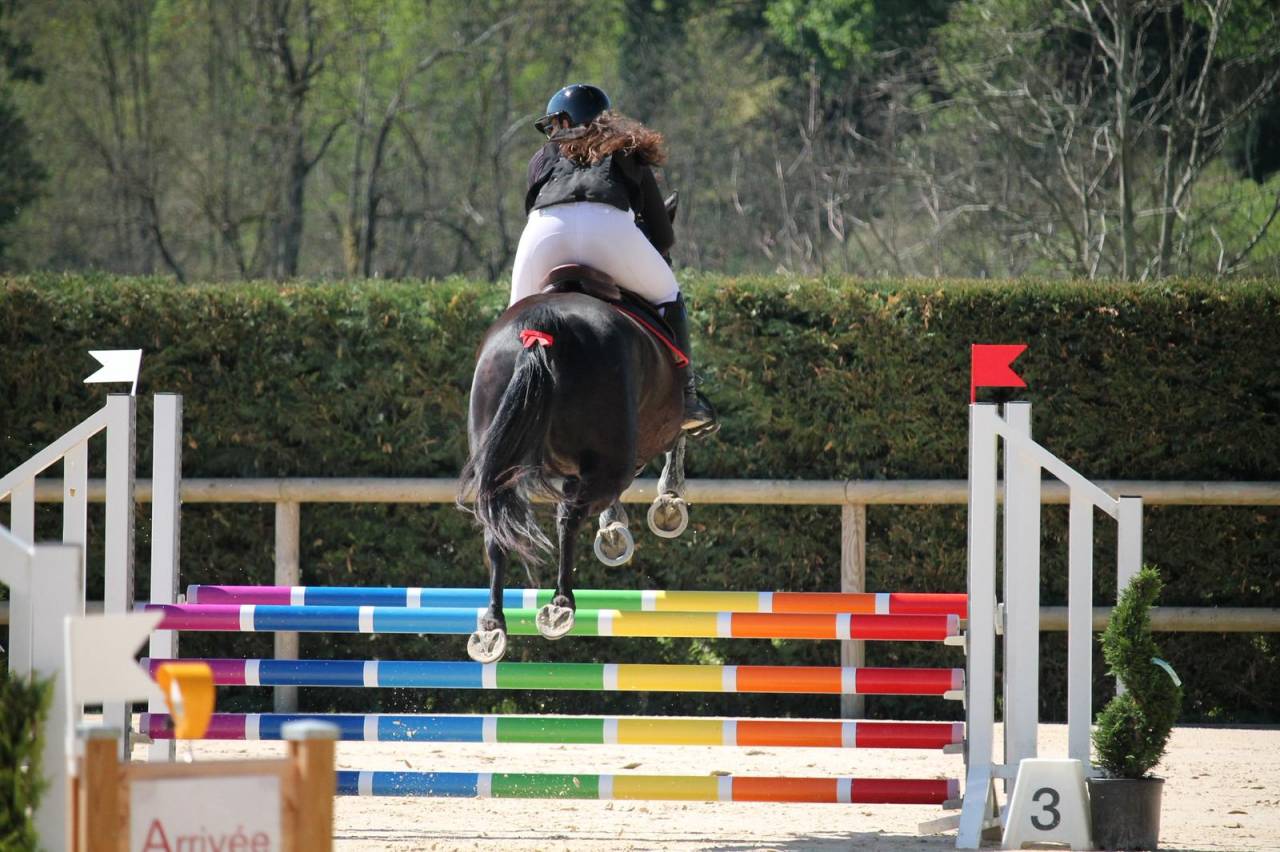 Yegua Silla Franc&eacute;s En venta 2022 Negro por papillon de l'odyssee