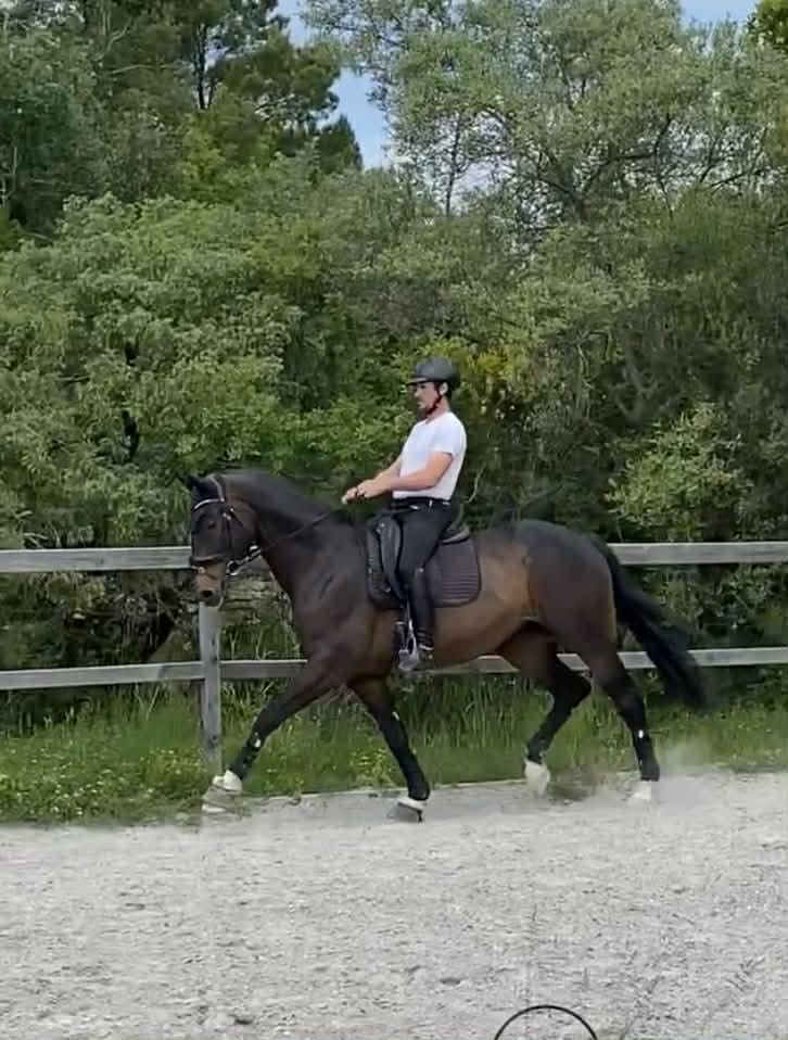 Caballo castrado Oldenburgu&eacute;s En venta 2013 Bayo moreno