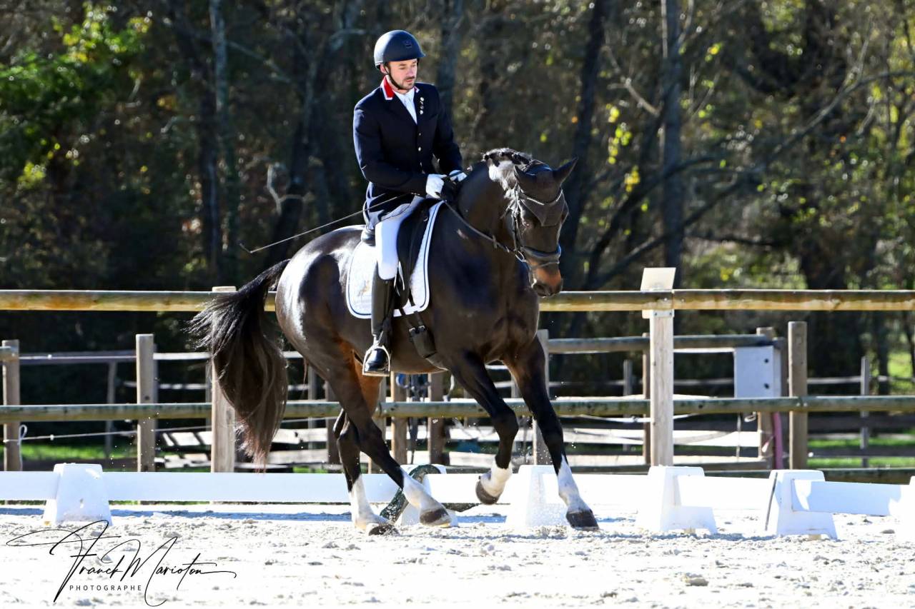 Caballo castrado Oldenburgu&eacute;s En venta 2013 Bayo moreno