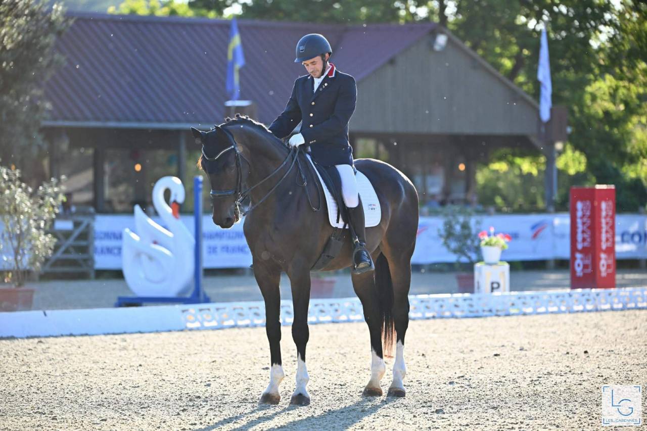 Caballo castrado Oldenburgu&eacute;s En venta 2013 Bayo moreno