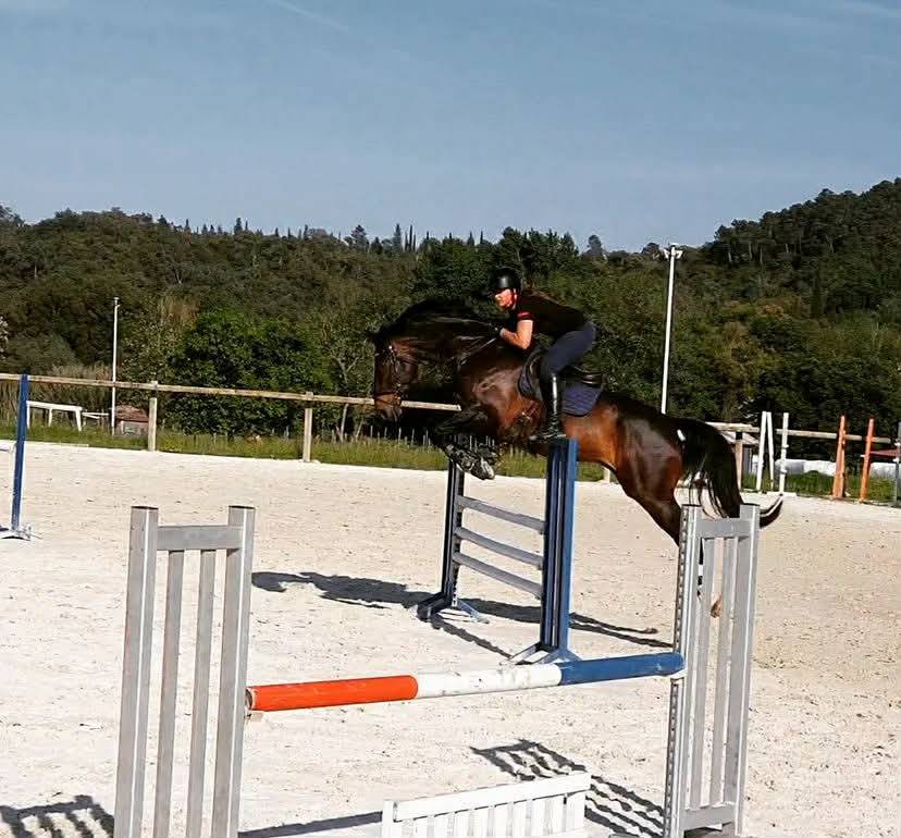 Caballo castrado Oldenburgu&eacute;s En venta 2013 Bayo moreno