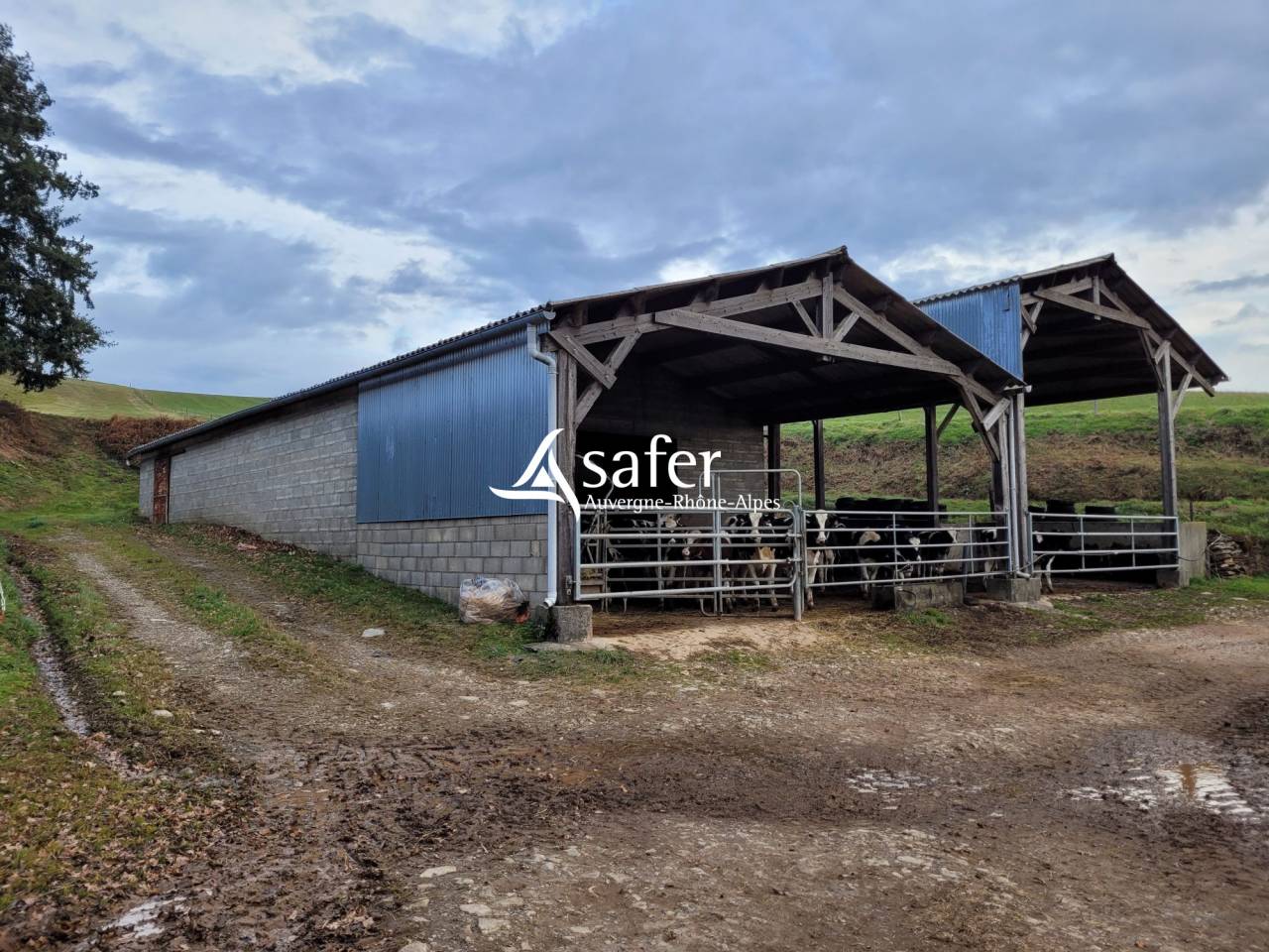 Explotaci&oacute;n lechera En venta Cantal