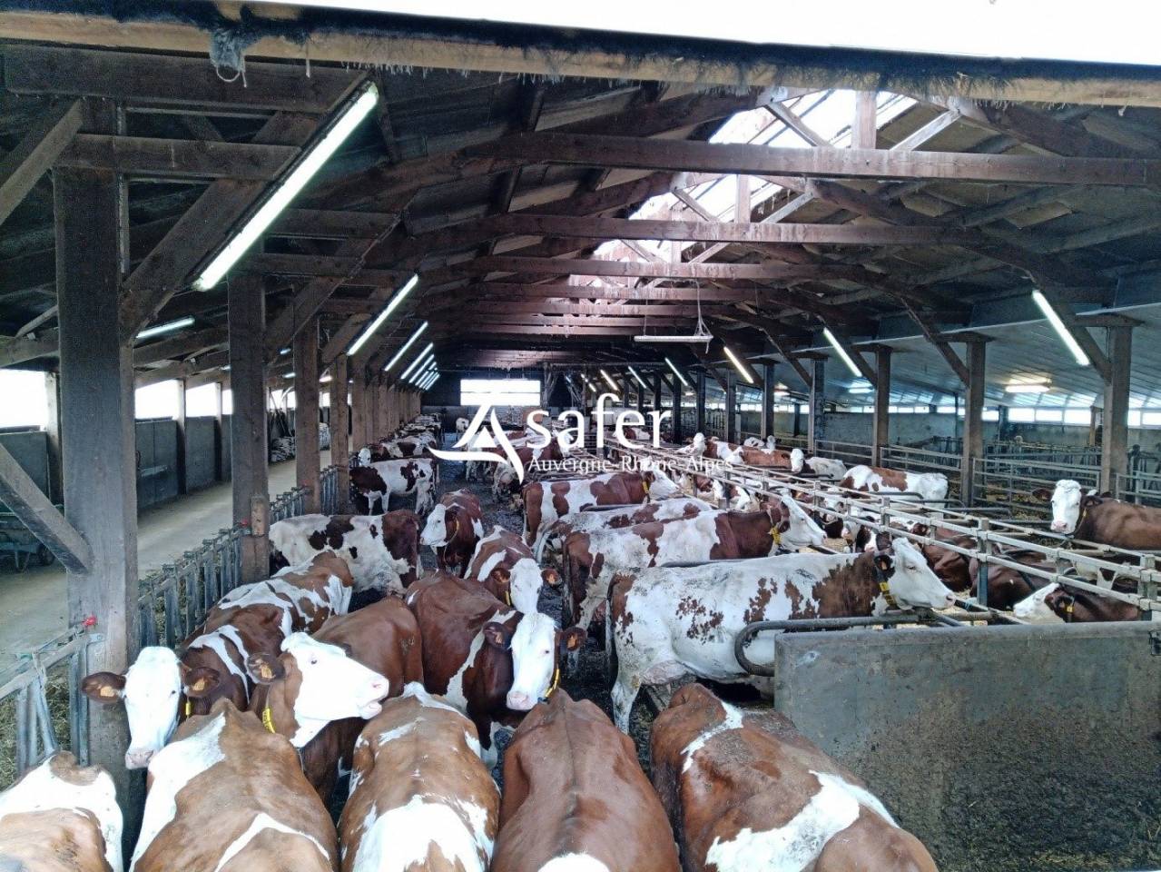 Explotaci&oacute;n lechera En venta Cantal