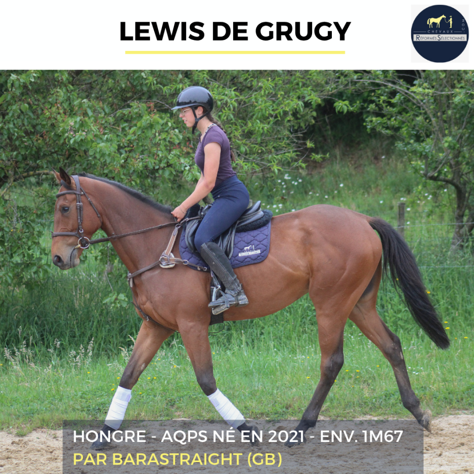 Caballo castrado AQPS En venta 2022 Bayo