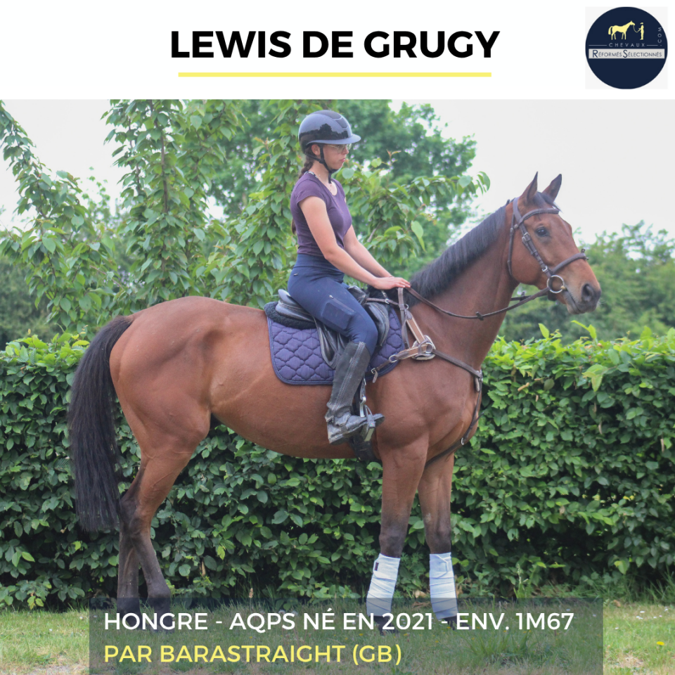 Caballo castrado AQPS En venta 2022 Bayo