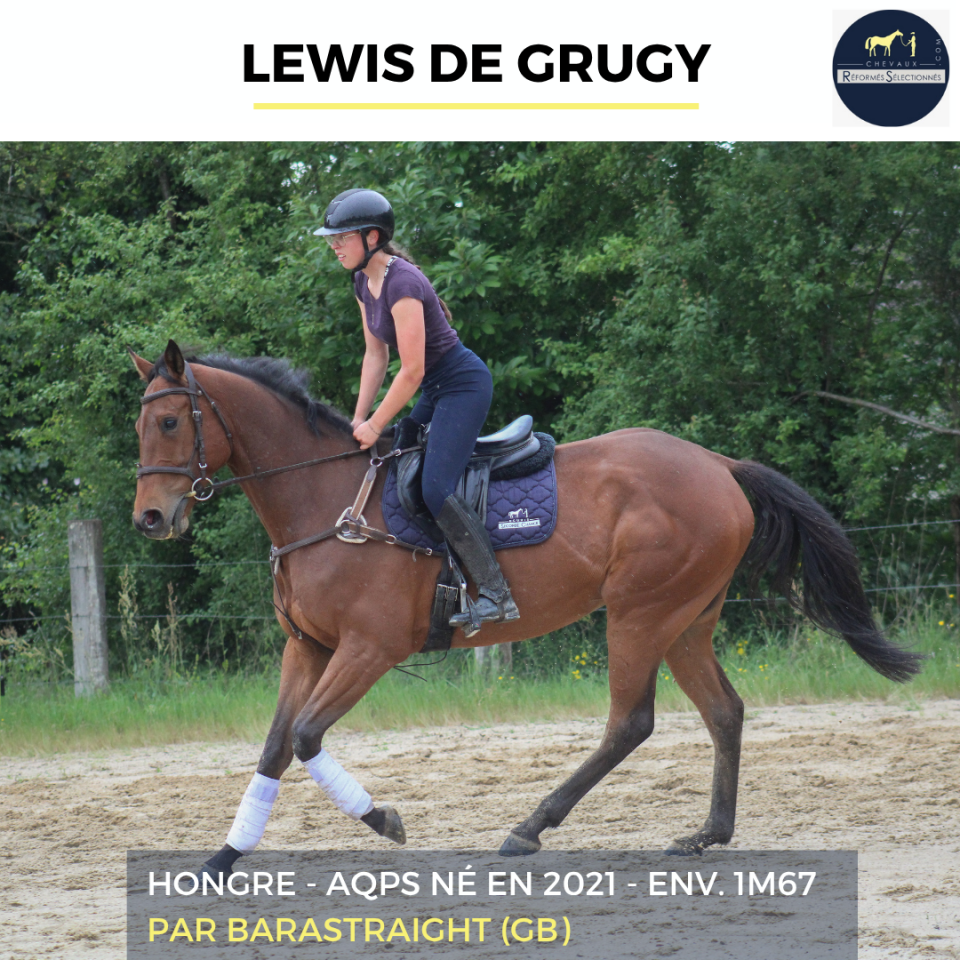 Caballo castrado AQPS En venta 2022 Bayo