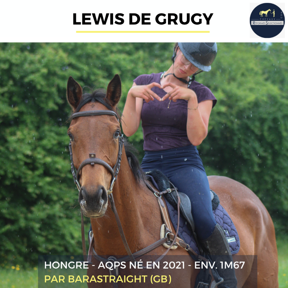 Caballo castrado AQPS En venta 2022 Bayo