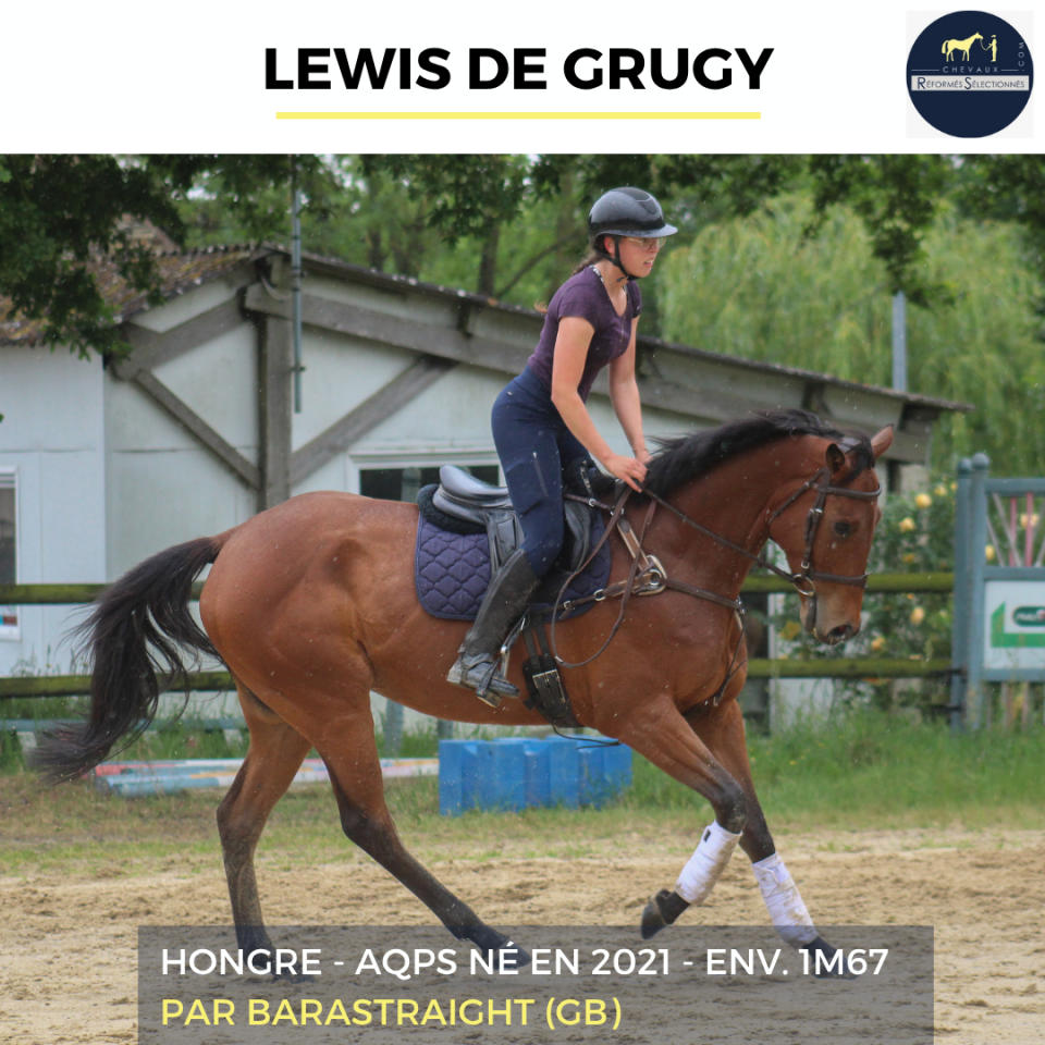 Caballo castrado AQPS En venta 2022 Bayo