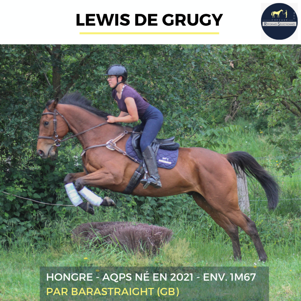Caballo castrado AQPS En venta 2022 Bayo