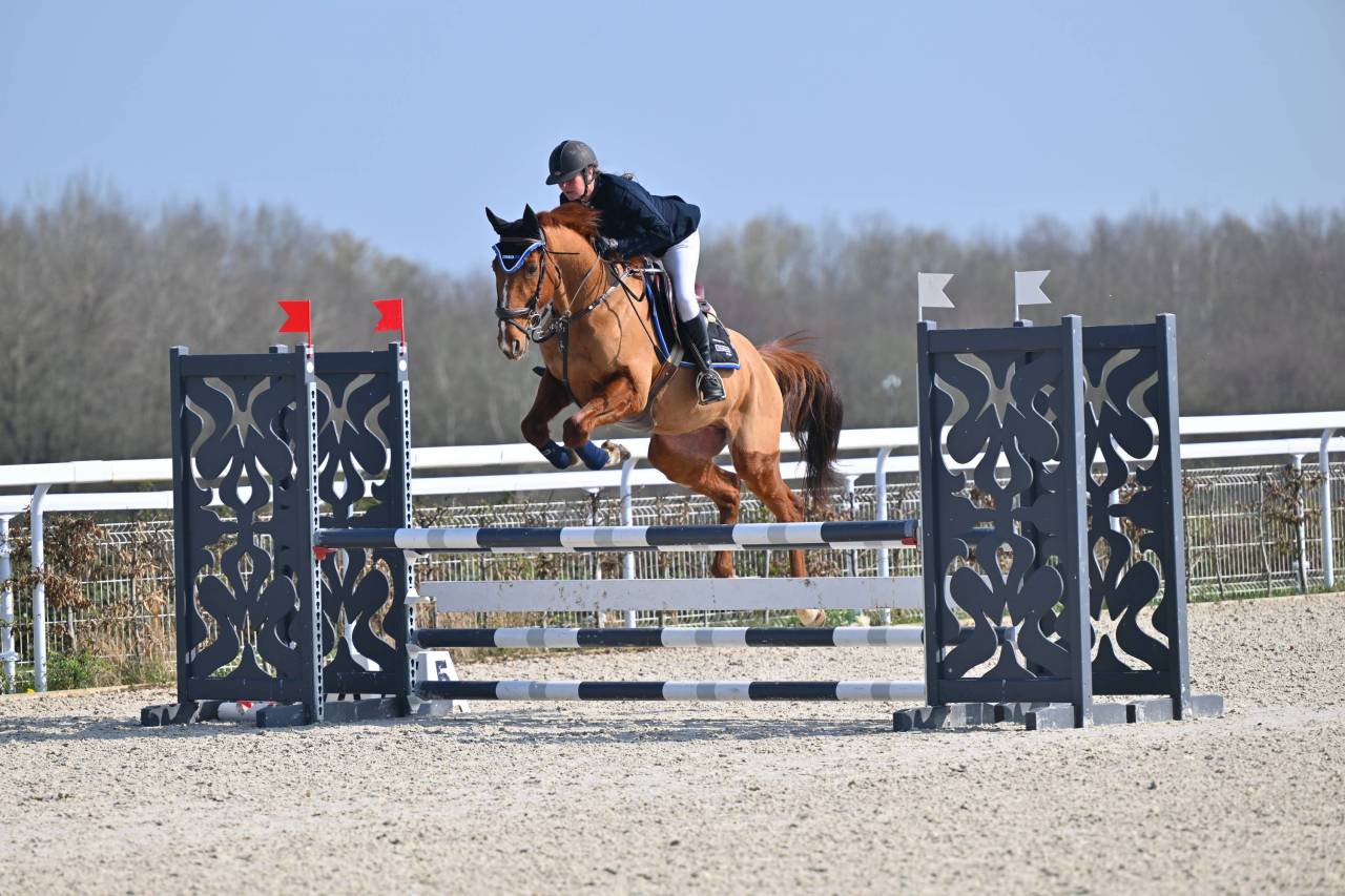 Caballo castrado Trot&oacute;n Franc&eacute;s En venta 2015 Alaz&aacute;n tostado